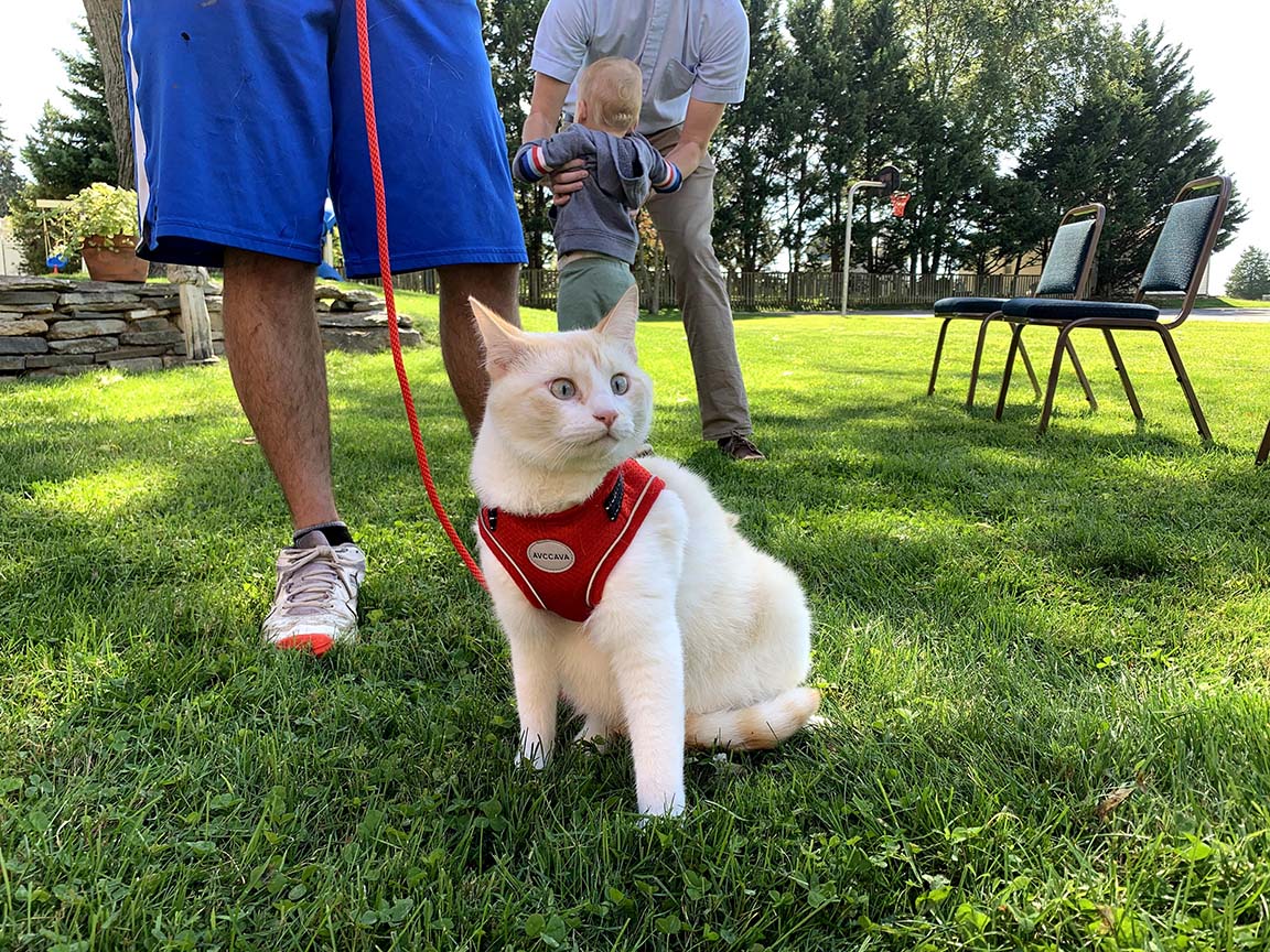 Pet Blessing